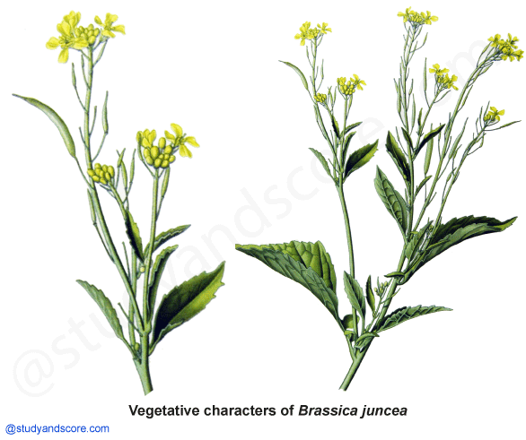 Brasicaceae, vegetative characters, Brassica, mustard family